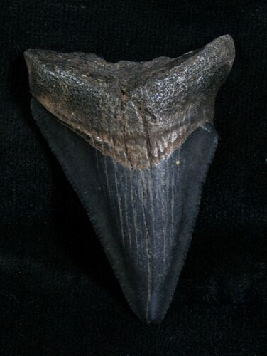 Bargain Megalodon Tooth - Florida #5468